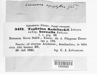 Taphrina sadebeckii image
